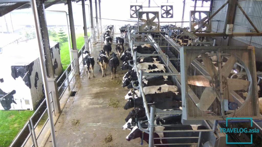 🇲🇾 Desa Cattle Dairy Farm @ Kota Kinabalu, Sabah, Malaysia